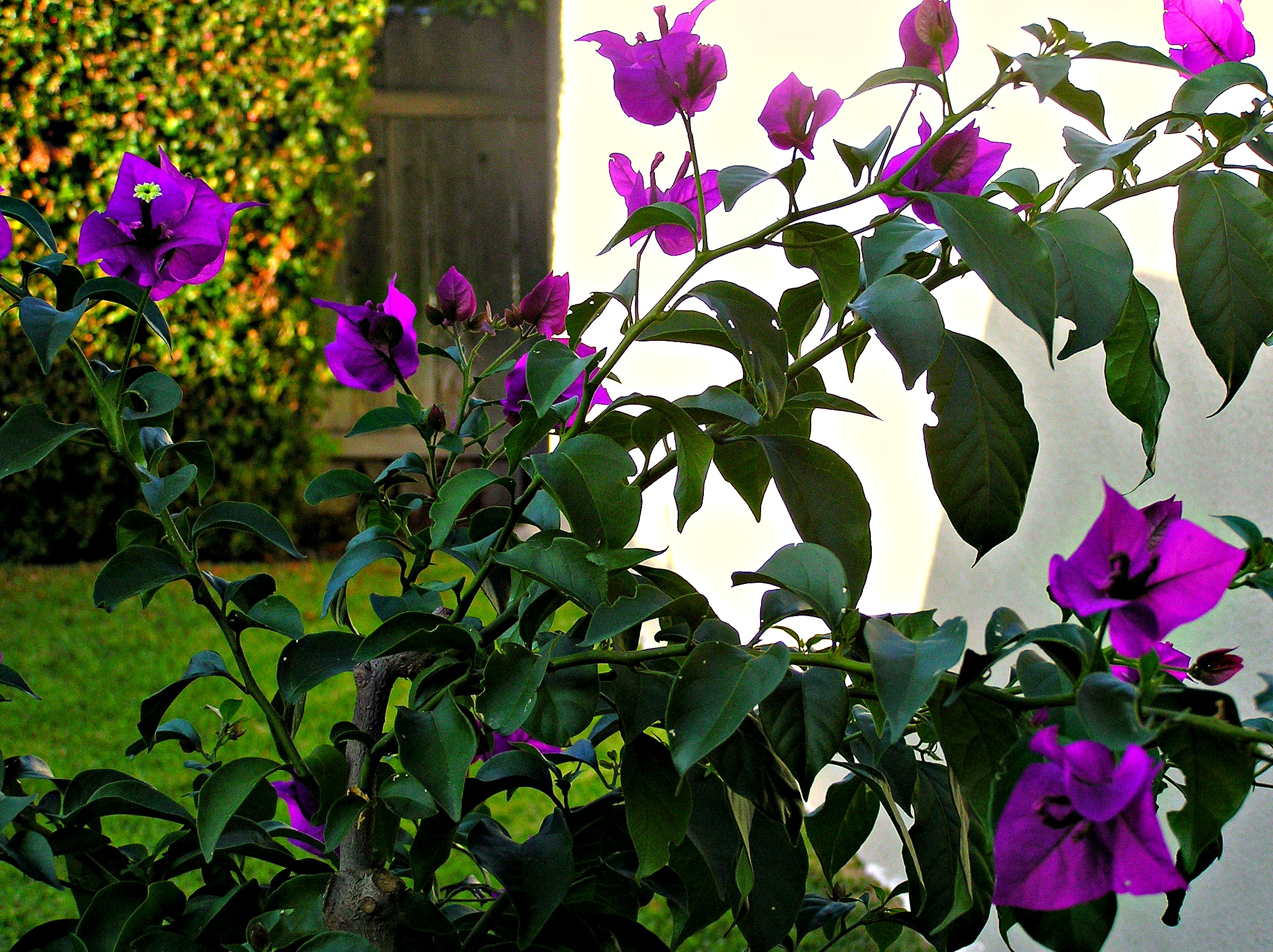 Bougainvillea Care Foreign Escapades